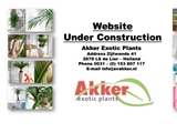 AKKER EXOTIC PLANTS BV